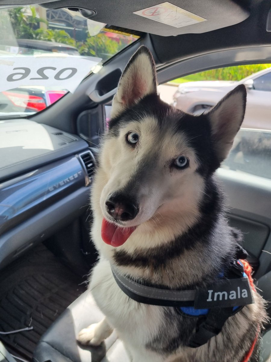 npclgs's tweet image. #RobreDogs
#ArangkadaKaTRoPa2022
#LeniKiko2022 
#Pampanga4LeniKiko2022