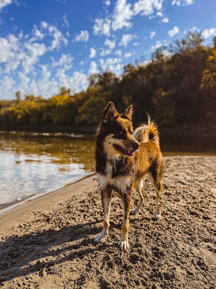 clurrdoll_'s tweet photo. From a few days ago but I love fall and being outside and my dog xoxo https://t.co/e3LlHaBeLG