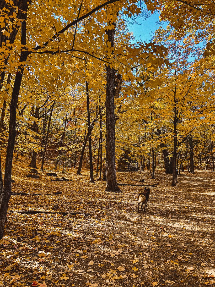 clurrdoll_'s tweet photo. From a few days ago but I love fall and being outside and my dog xoxo https://t.co/e3LlHaBeLG