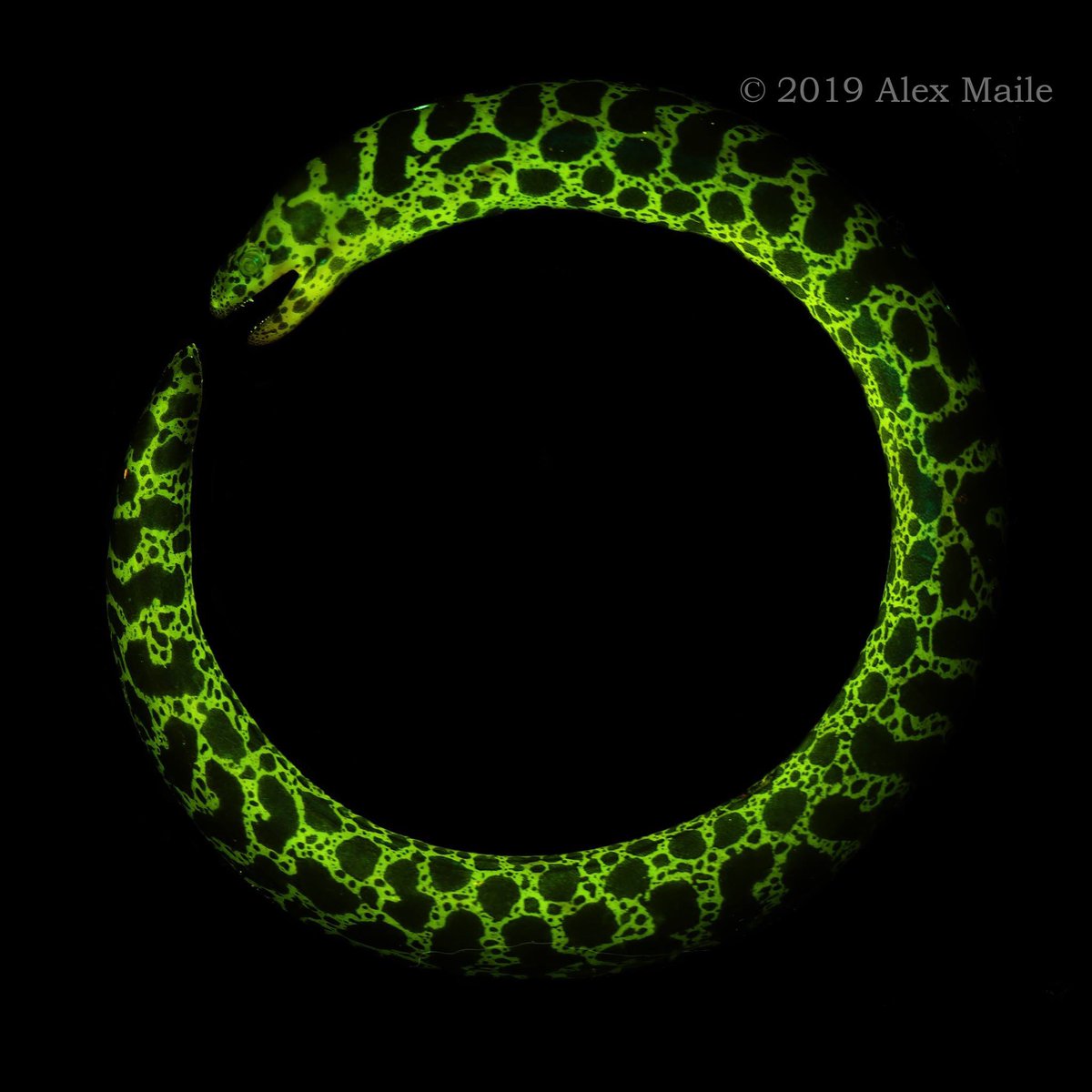 Alex Maile (@anoplogaster_) on Twitter photo I’ll throw another one into todays E for #FishABC. Inspired by <a href="/FishGuyKai/">KaiTheFishGuy</a>’s eel I’ll throw in Echidna catenata. The chainlink eel, who like other eels, biofluoresces! I’ll throw another one into todays E for #FishABC. Inspired by <a href="/FishGuyKai/">KaiTheFishGuy</a>’s eel I’ll throw in Echidna catenata. The chainlink eel, who like other eels, biofluoresces!