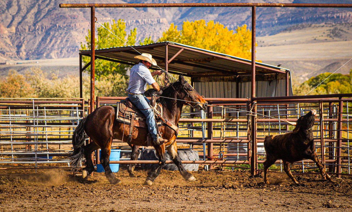 anja1443's tweet photo. Not your average all around pony ;) looking forward to Temecula with this boy https://t.co/5DFhMg0sQv