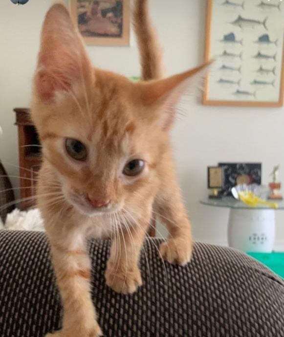 adoptmovement's tweet photo. 🇹🇹Male kitten for adoption🥺😺Dewormed, bathed &amp; frontlined. Comes with cat chow, cat litter, litter box, scoop &amp; lots of love &amp; cuddles. 😽😻He’s sweet &amp; loving &amp; looking for his forever home. If interested please contact 868-749-8872 #adoptdontshop #adopt #aCat #aKitten #aDopt https://t.co/Us0XzJNkCZ
