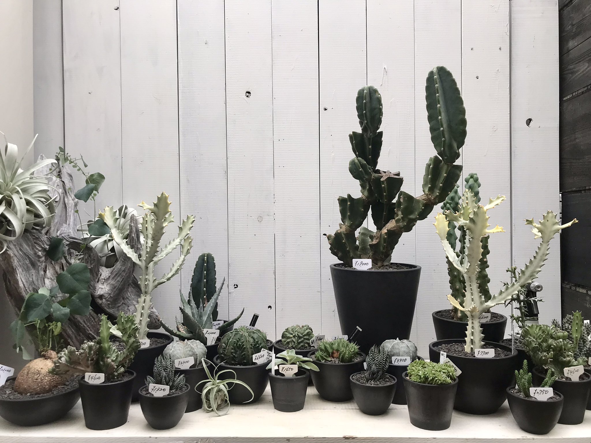 Clutch Furniture 黒プラ鉢 多肉植物 黒プラ鉢の単品購入はネットショッピングから購入可能です 現在baseネットショッピング5 Offクーポンご利用いただけます 黒プラ鉢 黒鉢 プラ鉢 植木鉢 鉢カバー ブラックポット 黒プラ皿 ビザールプランツ