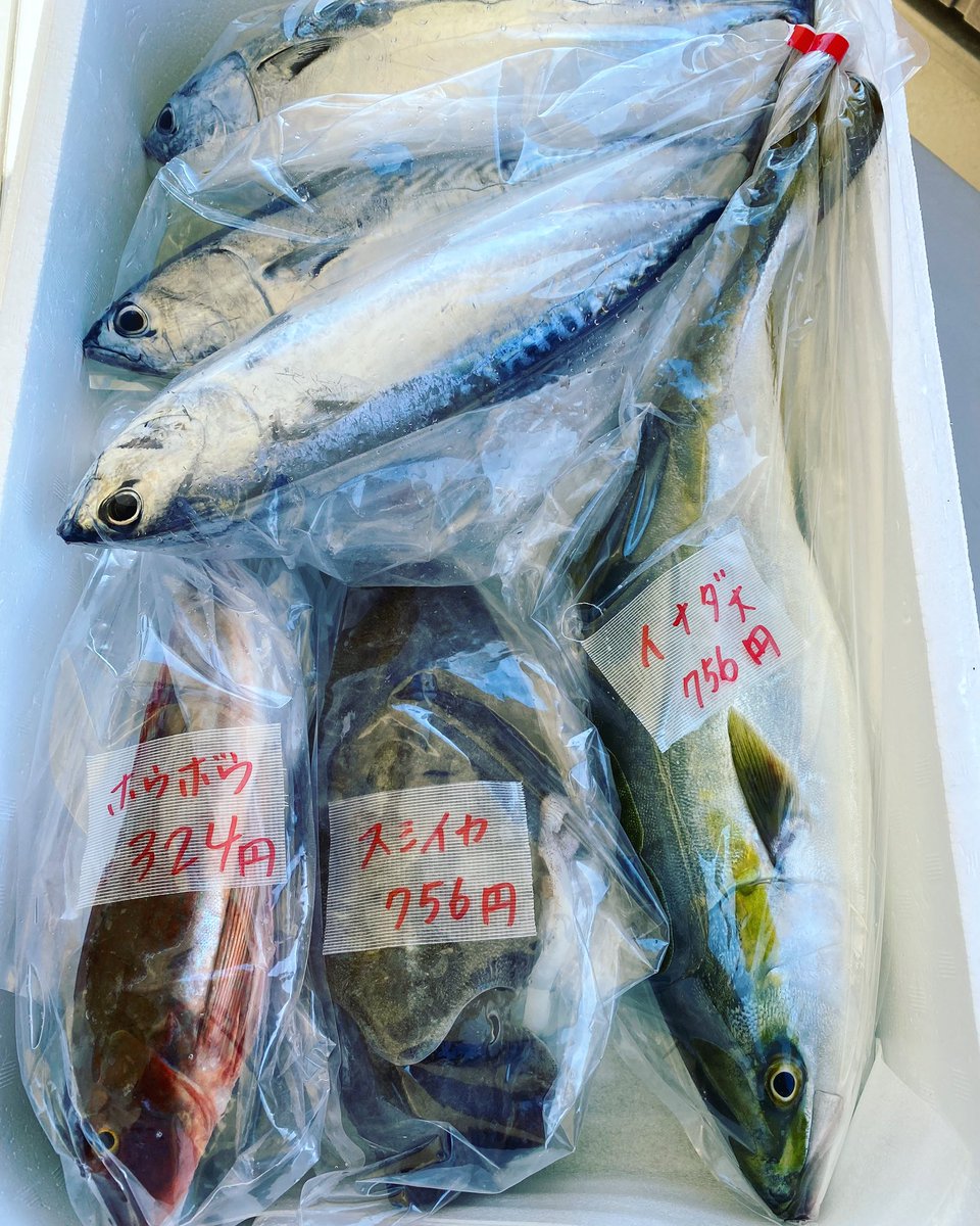 #鮮魚販売
#昼獲れ
#イナダ #スルメイカ #ホウボウ
画像のお値段で各1尾ずつです
早い者勝ち

#ソウダガツオ  1尾 108円
5尾くらいで売り切れご容赦ください

(2021/10/23 11:33:29)

お待ちしております！

#湘南しらす丸八丸
#販売情報 
#平塚のお魚を食べよう 
#maruhatimaru