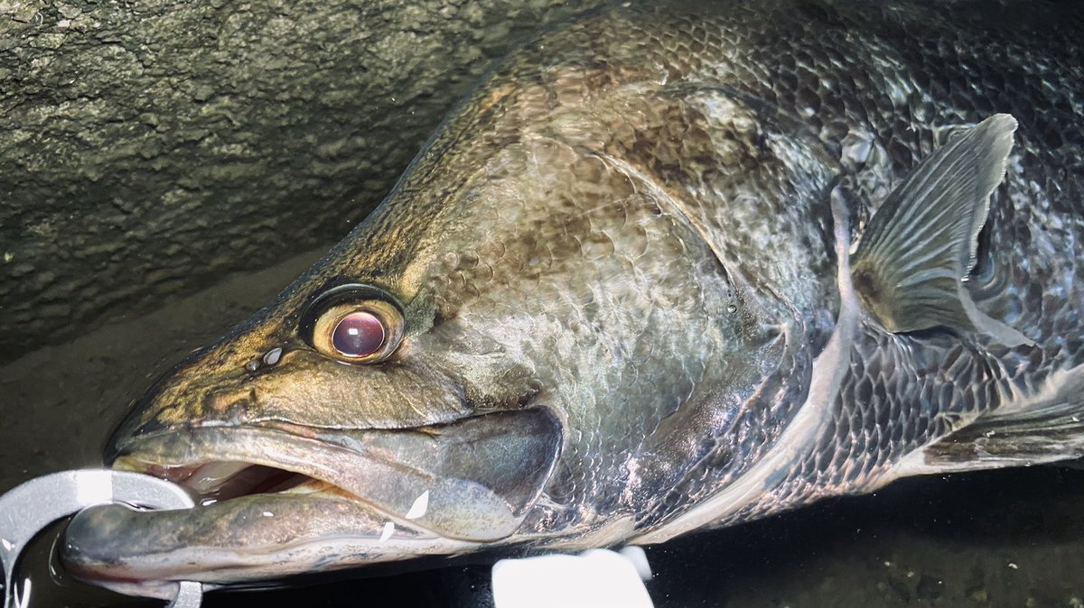アカメ釣れたからちょっと見て…このかっこいい魚体…