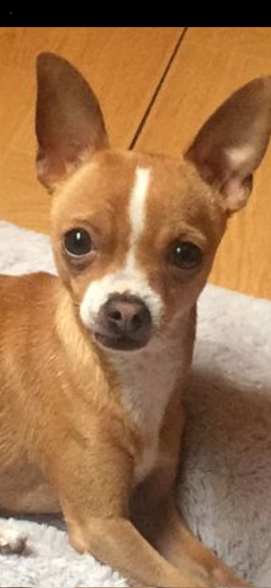 ulisescalix's tweet photo. @lovefordogx Les presento a mi Rocky https://t.co/3R6Ny1odai