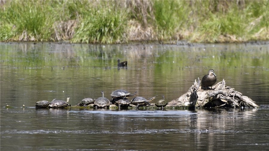 Prof_TurtleAU's tweet photo. Great day to get out and about today
Or simply sit on a log by the pool
#1MillionTurtles #TurtleSAT https://t.co/zwS3FJrQz6
