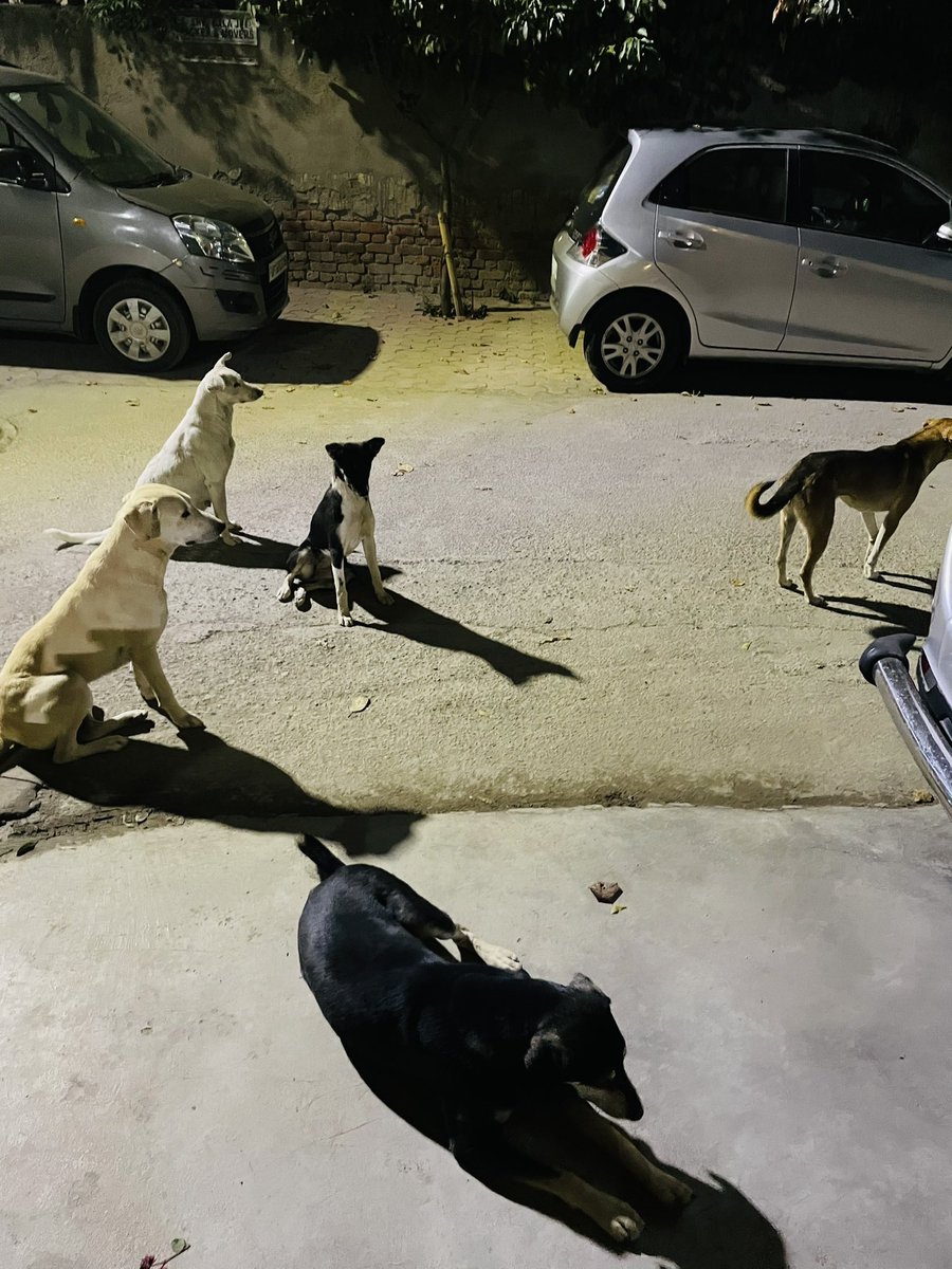 सेक्टर 19 के सी ब्लॉक में कुत्तों का आतंक इस रूप से बढ़ गया है कि दिन के किसी भी समय कम से कम 5 से 7 कुत्ते घूमते रहते हैं एवं आने जाने वाले बच्चों और वृद्ध लोगों को परेशान करते हैं। इनके कारण आस पास के घर के लोगों का बाहर निकलना भी दूभर हो रखा है