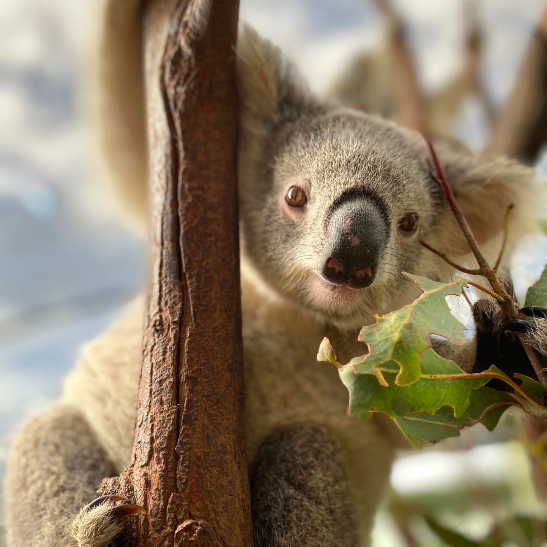 paradisectry's tweet photo. A gum leaf a day keeps the doctor away 🤣Fun fact: koalas actually consume around 500 grams of eucalyptus leaves a day! #paradisecountrygc https://t.co/b6YjNZxvFp