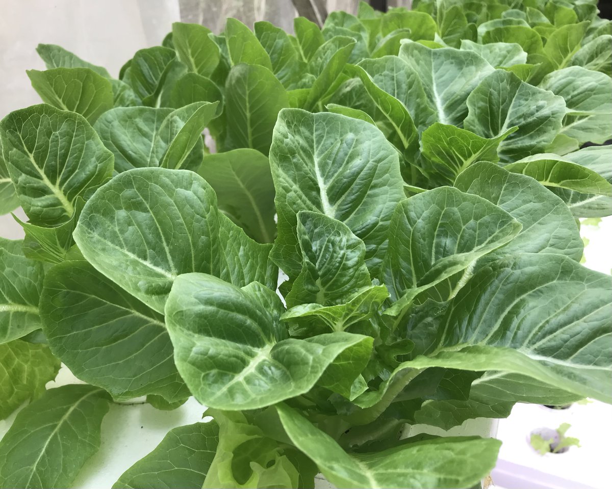 umathefarm's tweet photo. Ready your caesar salads because our ROMAINE LETTUCE is now available! 🎉🥙
Our greens are pesticide/insecticide-free and are harvested right before delivery to guarantee freshness 🌱

#eatlocal #eathealthy #uma #umagreens #umalettuce #freshgreensfromuma #fresh #lettuce https://t.co/aXaGnMAGAK