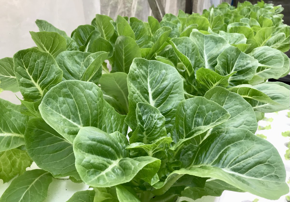 umathefarm's tweet photo. Ready your caesar salads because our ROMAINE LETTUCE is now available! 🎉🥙
Our greens are pesticide/insecticide-free and are harvested right before delivery to guarantee freshness 🌱

#eatlocal #eathealthy #uma #umagreens #umalettuce #freshgreensfromuma #fresh #lettuce https://t.co/aXaGnMAGAK