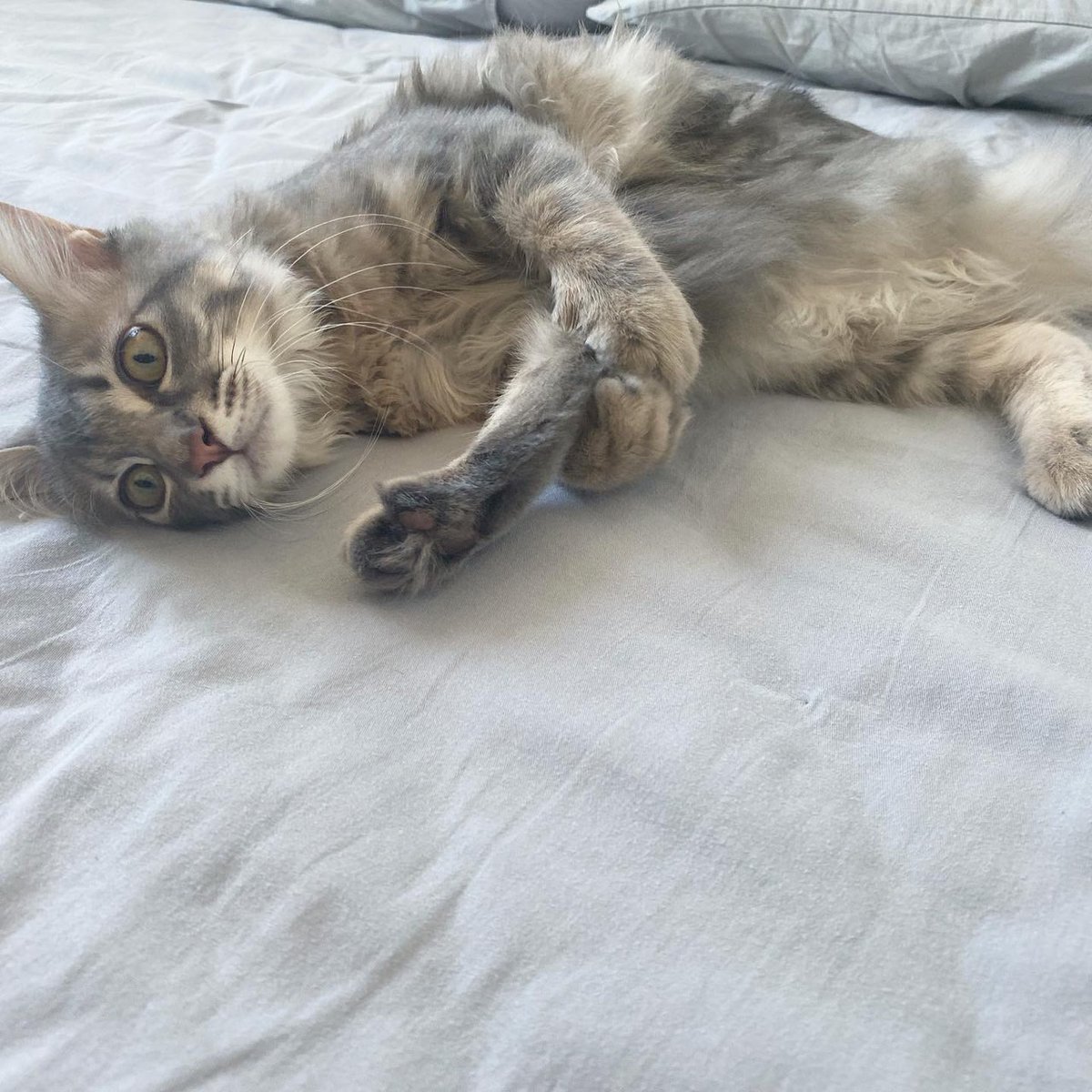 Chloeu30's tweet photo. 起きたら横で猫がストレッチしてるのですが…😳 https://t.co/9J9S59oTNf