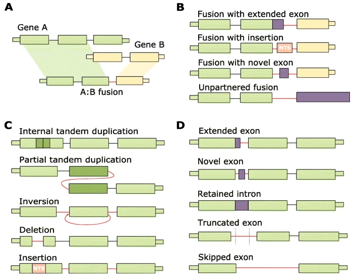 Our paper is finally out in @GenomeBiology MINTIE: identifying novel structural and splice variants in transcriptomes using RNA-seq data Hope you all find it useful @marekcmero @nadia_davidson @ianjmajewski genomebiology.biomedcentral.com/articles/10.11…