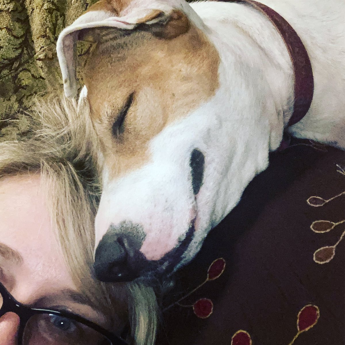 MichGS's tweet photo. #mypup #boostertoday #resttonight https://t.co/sUMiaam7YC