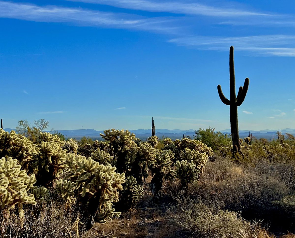 Marce_AZ's tweet photo. Happy Friday! 10 trail miles ✅ It was a beautiful morning for a trail run —and even better after seeing this gorgeous coyote on my way to the trails 😍 #LifeInAZ #Arizona #Trails #UltraTraining #ItsTheWeekend #Coyote #Desert #RunHappy #TrailRun https://t.co/KdkvfPQ8lQ