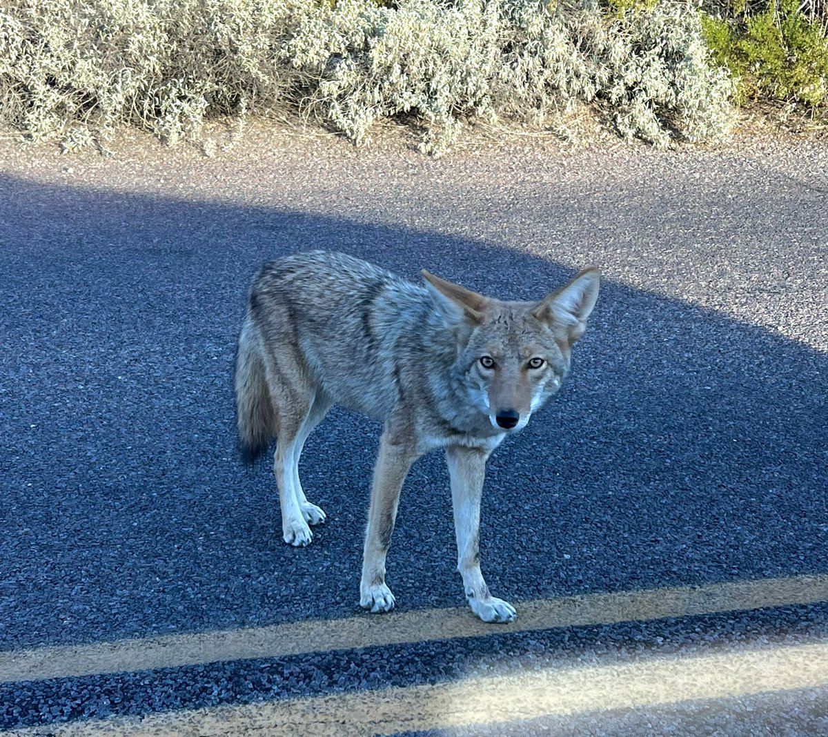 Marce_AZ's tweet photo. Happy Friday! 10 trail miles ✅ It was a beautiful morning for a trail run —and even better after seeing this gorgeous coyote on my way to the trails 😍 #LifeInAZ #Arizona #Trails #UltraTraining #ItsTheWeekend #Coyote #Desert #RunHappy #TrailRun https://t.co/KdkvfPQ8lQ
