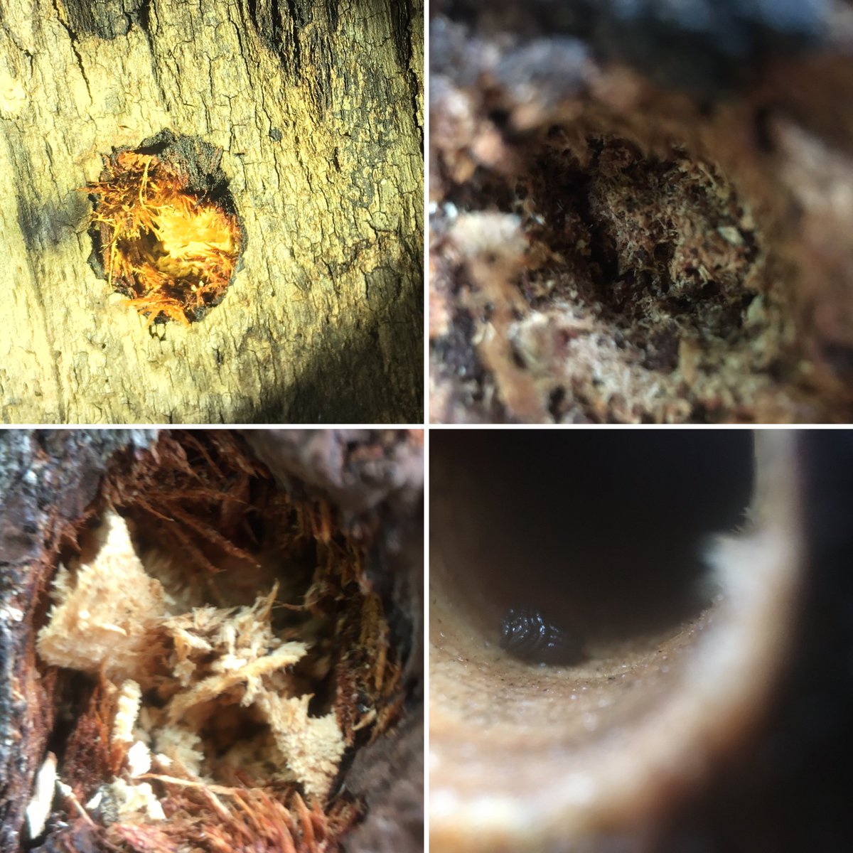 We are installing 200 #nativebee #beehotels across fire-affected East Gippsland as part of our @envirogov grant.

Recent checks showed encouraging signs of occupation in some hotels already installed! (we also experimented with photography techniques to capture tiny holes!)