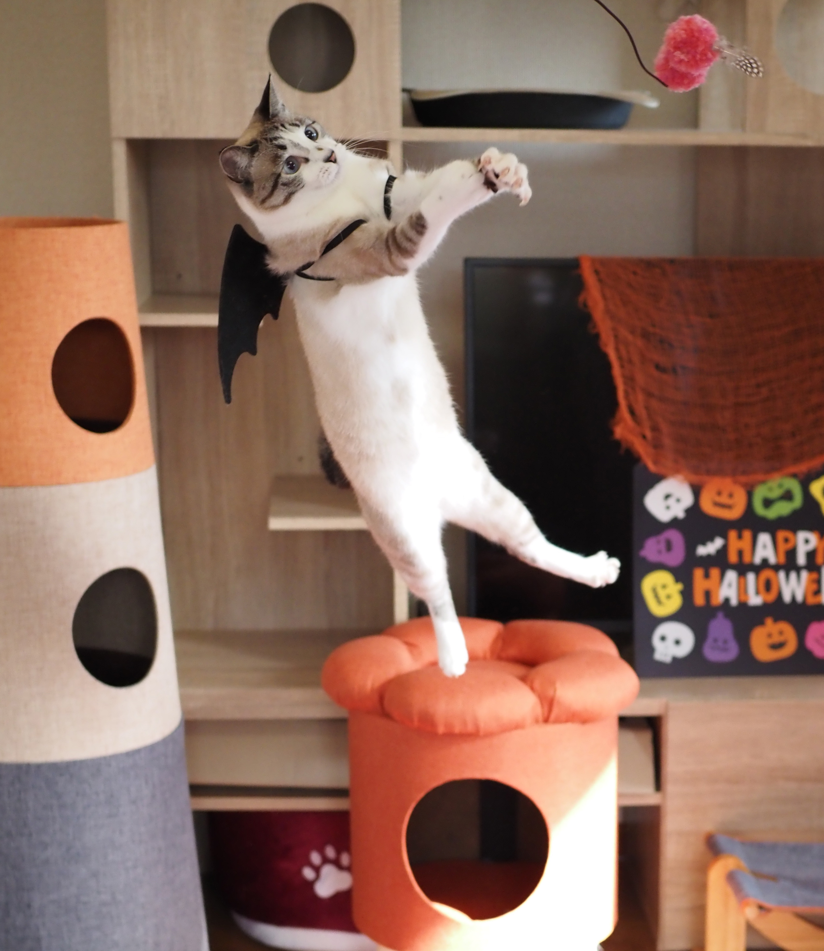 ねこ拳撮影術 Twitter Search Twitter