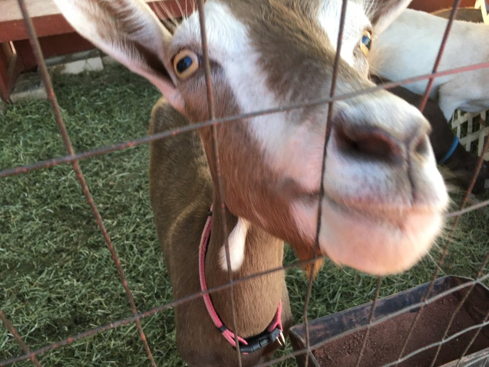 Debbie Fast, EdD tweet media