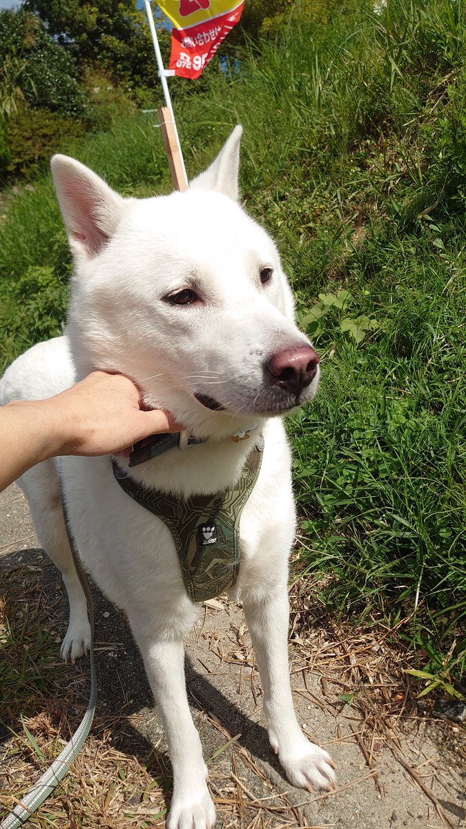 紀州犬 Twitter Search 紀州犬 Twitter Search