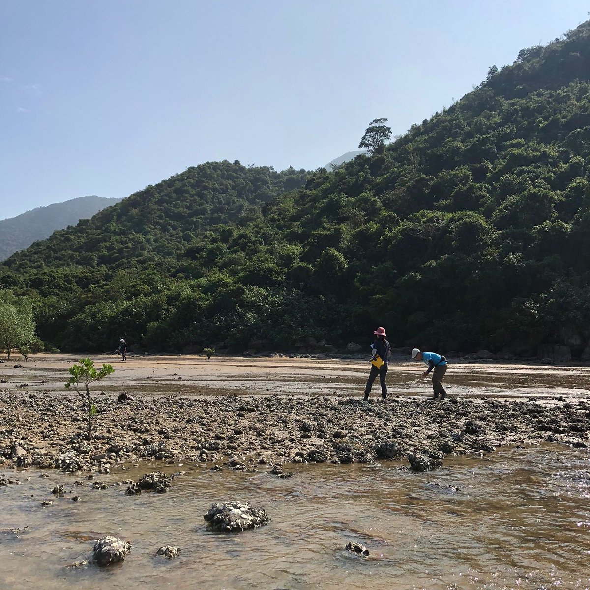 DwiJaimie's tweet photo. #Seagrass survey in Hong Kong is in progress. #conservation
#restoration 
@iBEER_LAB https://t.co/1qajtH8b8f