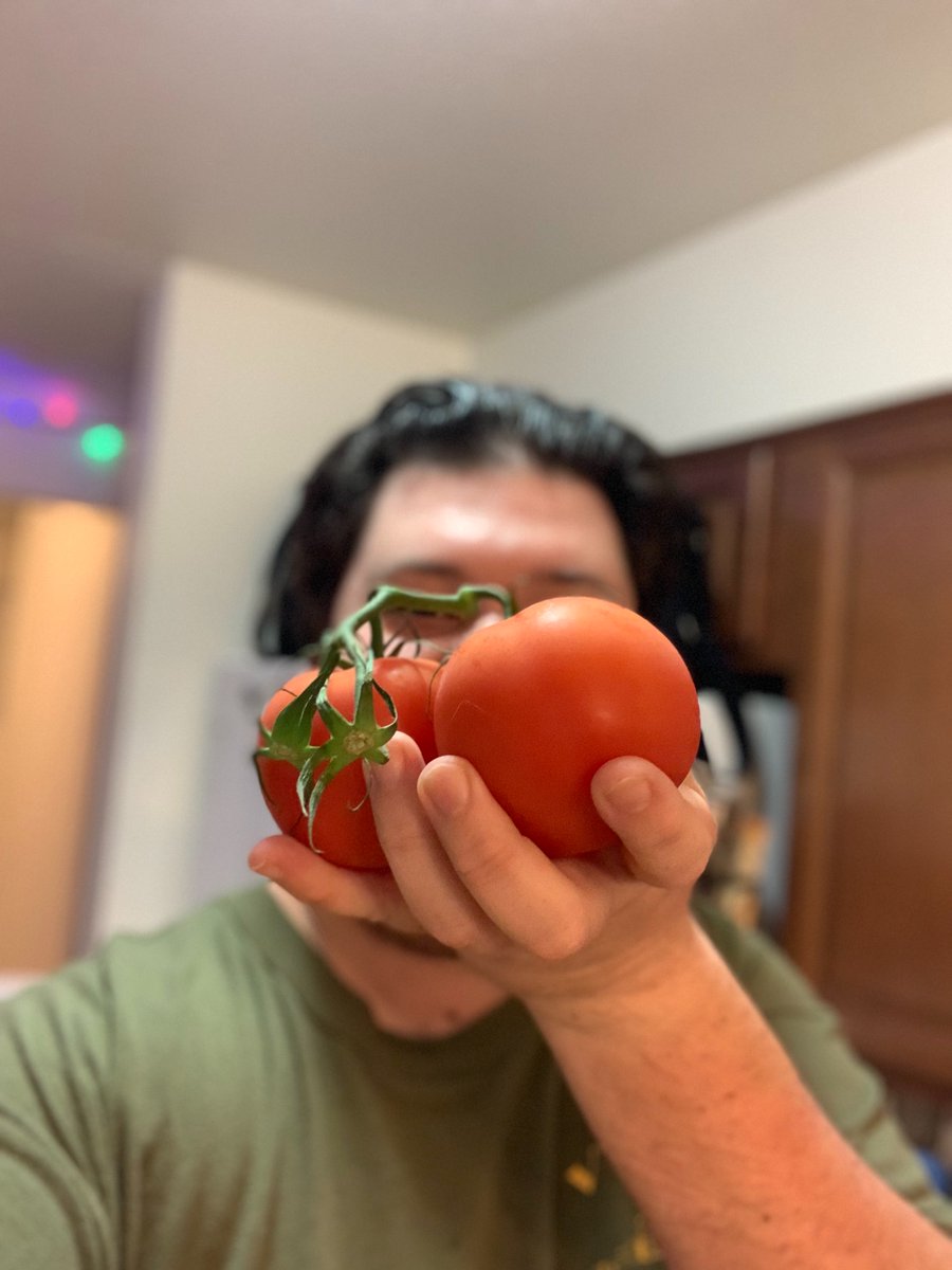 NotArunner99's tweet photo. Solanum lycopersicum, or more commonly known as tomato, is frequently mistaken for a vegetable when it is in-fact, a fruit. Tomatoes reproduce sexually and once the seed is germinated a root emerges downward into the ground sprouting a new plant. #drfoxcall https://t.co/kpq5Eo80wE
