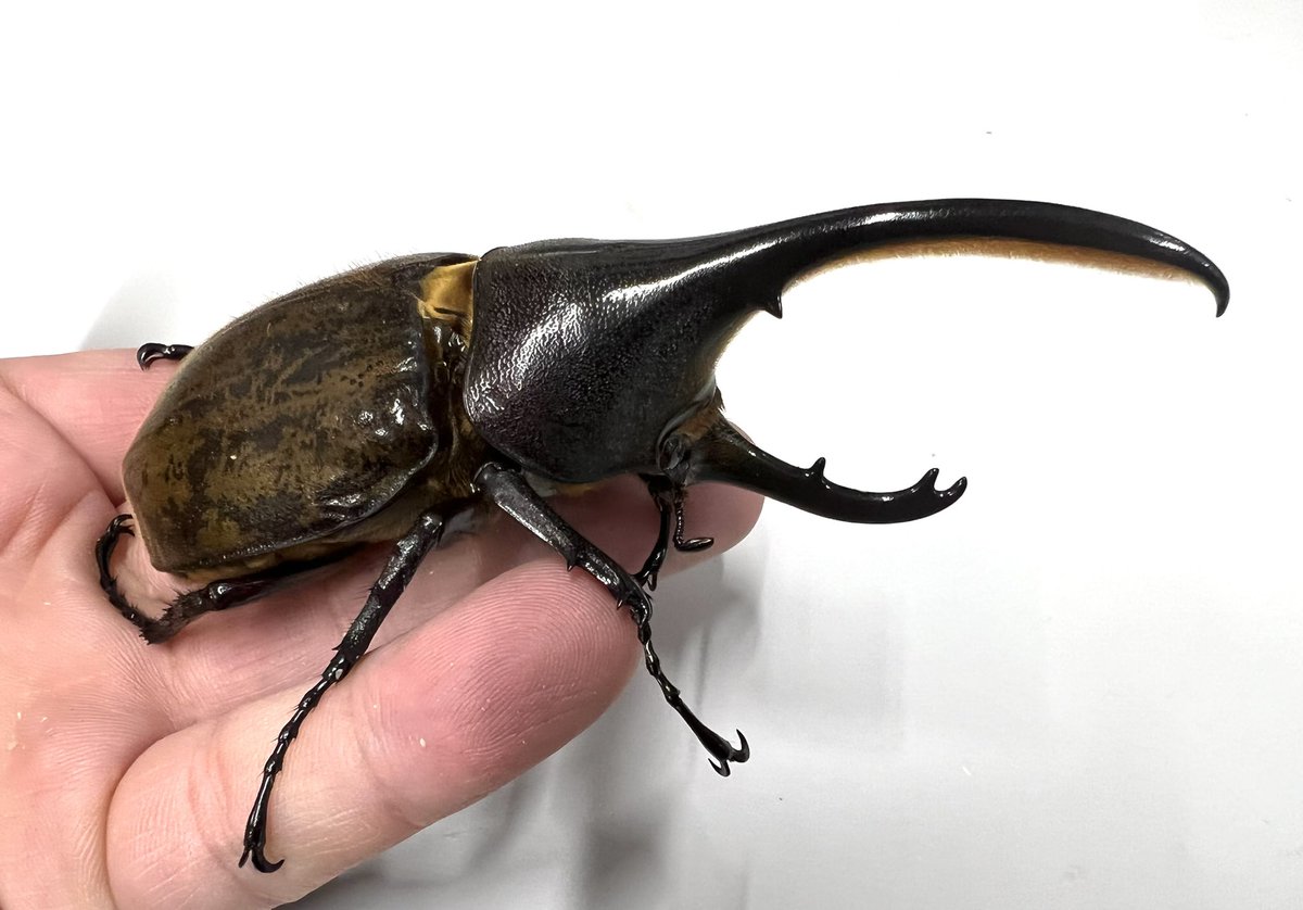 むし社 Mushi91 Twitter Profile Twstalker Com