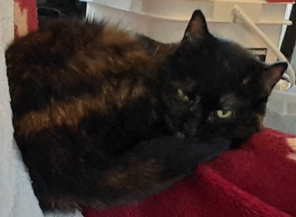 PurcellAnimals's tweet photo. I have a very sad announcement.

Today just after 7pm, our beautiful Trishie crossed the rainbow bridge. 🌈

Sadly it is a genitic condition. We lost her full sister to it last October. 

We will always love you little loaf😿🌈

#CatsOfTwitter 
#cats https://t.co/h6UHxwzMBu
