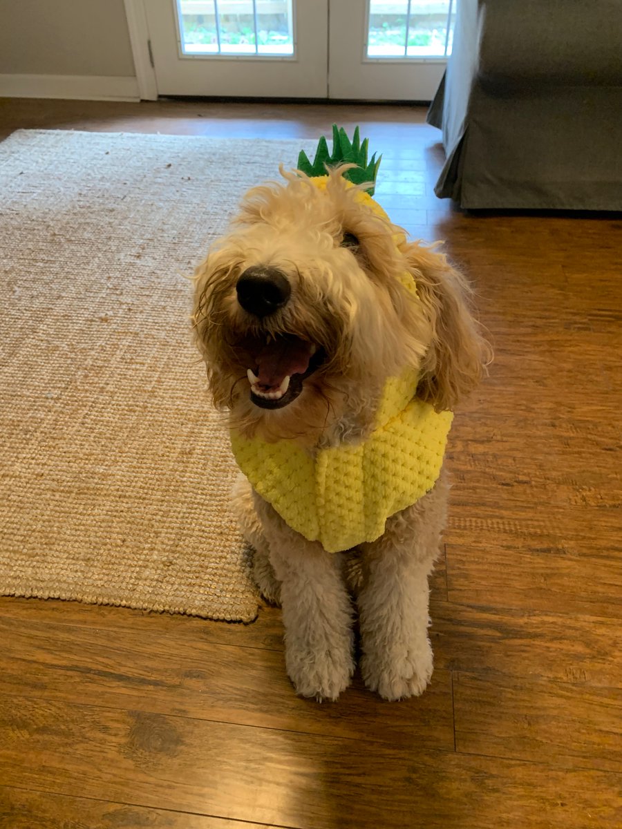 Lady in line at grocery buying a pineapple 🍍 

My dad: you know, my granddog, Mack, is going to be a pineapple for Halloween. He’s a doodle, how cute is that? 

My dad is just the cutest. <a href="/dog_rates/">WeRateDogs</a>