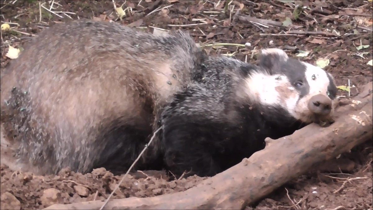 hilltopgina's tweet image. URGENT ONLY 2 WEEKS LEFT 📢📢🦡

Make the use of free-running snares illegal for trapping wildlife.

PLEASE SIGN AND SHARE.  

petition.parliament.uk/petitions/5814…