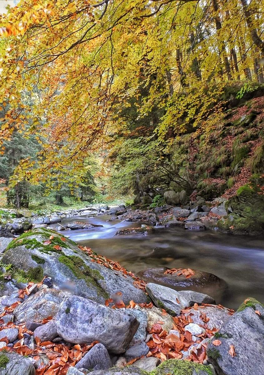 GOHunedoara's tweet image. Tablou de toamnă ruginie. 🌞🍂🧡🏔
Cheile Jiețului, Petrila.
foto: Vyo Viorel
...
#cheilejietului #petrila #valeajiului #natura #popas #view #munti #judetulhunedoara #gohunedoara #locurifrumoase #romaniaefrumoasa #visithunedoara #turisminhunedoara #romaniadepoveste #transilvania