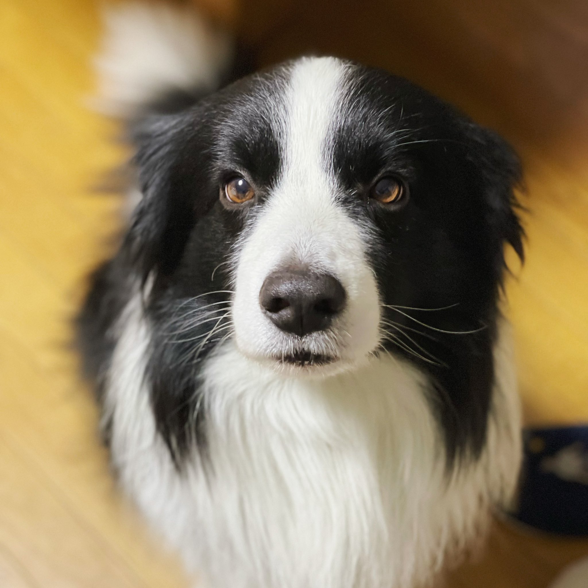 ボーダーコリー ルカ Luke 0108border Twitter