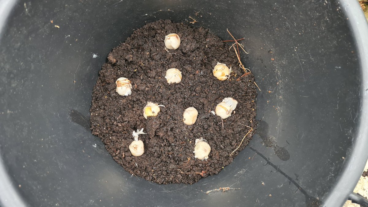 cavershamjj's tweet photo. Let the bulb planting commence. First up, alliums, good old purple sensation. I'm putting about 20 bulbs in this 20L pot, in two layers. Two tubs like this will go either side of the patio steps. #bulbageddon https://t.co/z3dqL3A9Gg