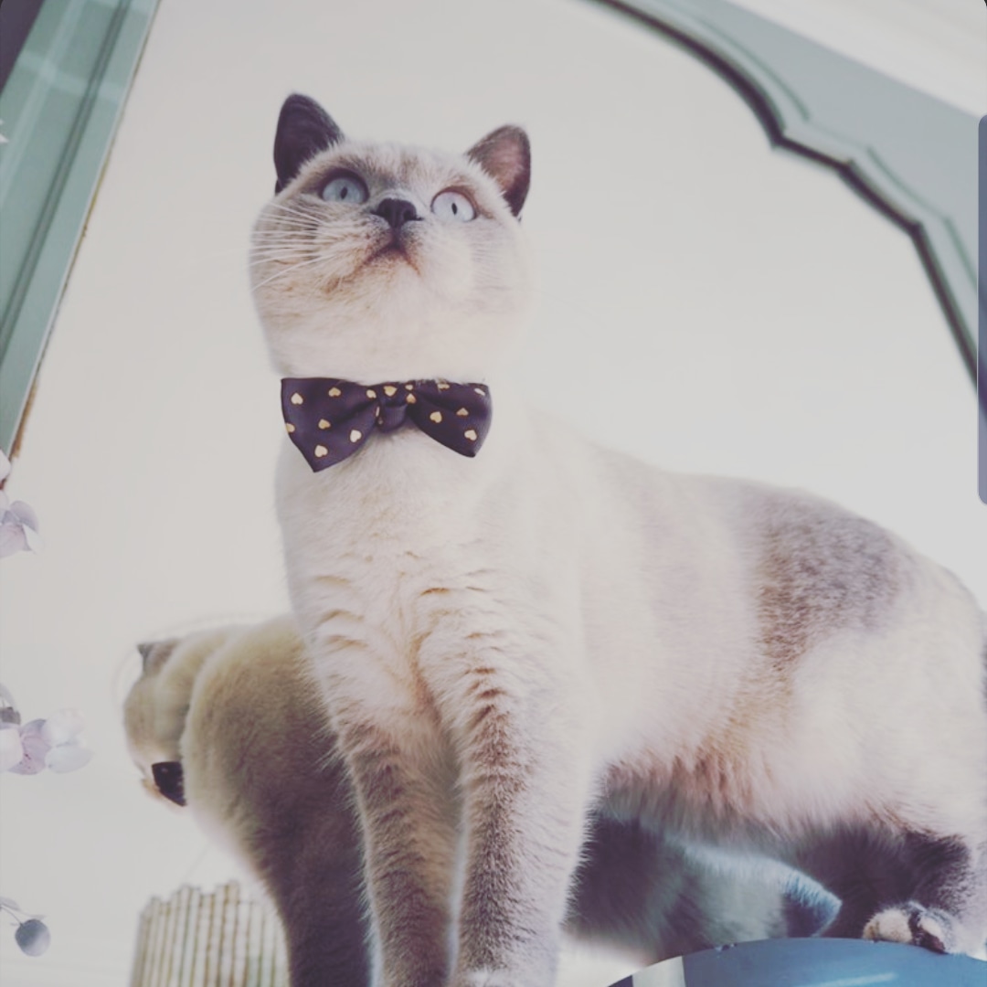 kattandhound's tweet photo. Suki in our Be Mine Cat Collar Bow Tie set 💗💗💗 totally gorgeous!
These collars will be back in stock very soon

https://t.co/hEJltAmR82

#caturday #CatsOfTwitter https://t.co/N82Jlwd30o