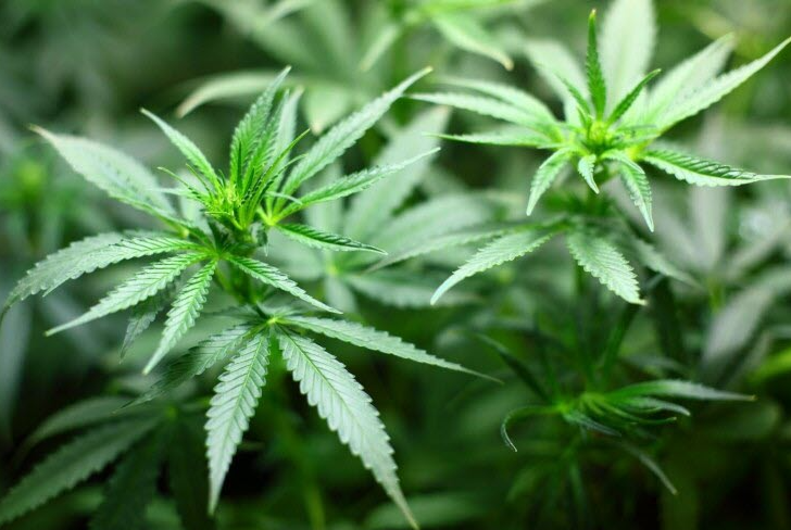 lerepu's tweet photo. Au Luxembourg, chaque ménage pourra désormais cultiver 4 plants de cannabis 
➡ https://t.co/xCOVVj7uXN https://t.co/jWvcJSTcee