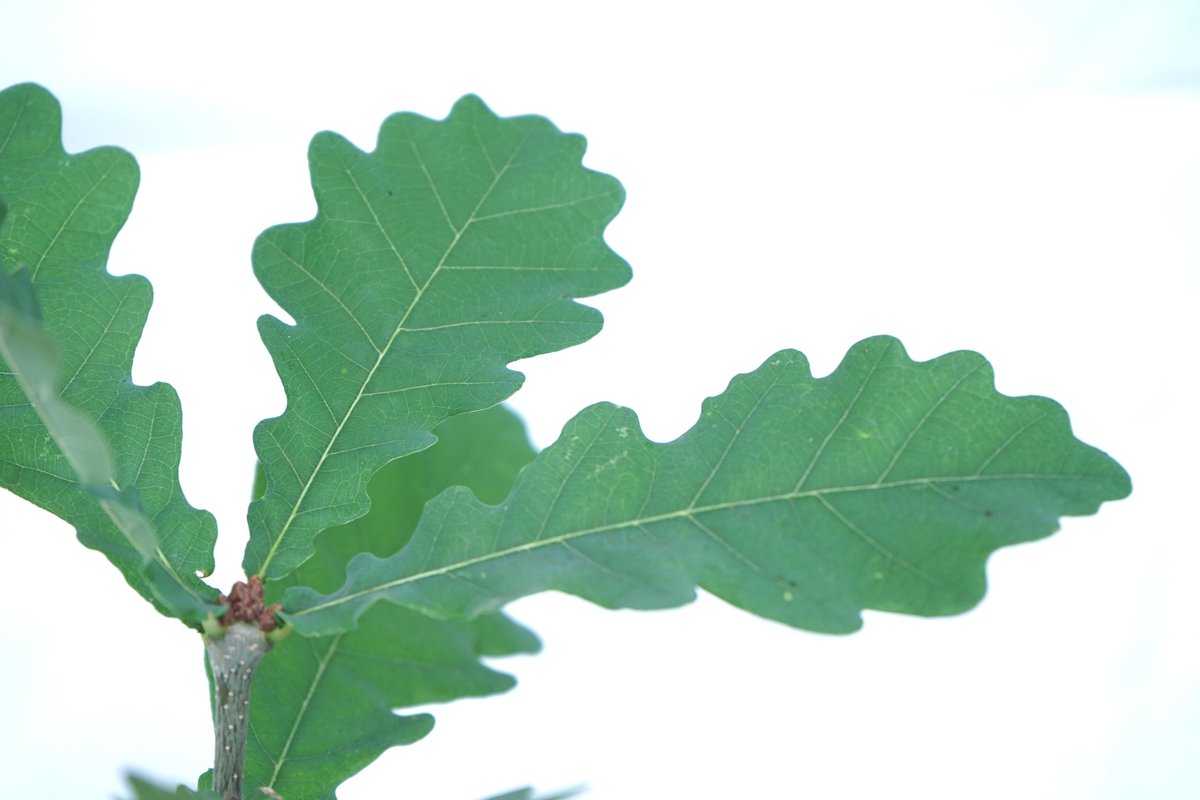 AlpineTruffle's tweet photo. Truffle trees (Périgord Truffle) English oak, Holly Oak. Garry Oak, Filbert
Douglas fir (Oregon white and black truffle)
#perigordtruffle #Oregontruffle #truffletree #trufflecultivation #Hollyoaks #EnglishOak #garryoak #douglasfir #alpinetruffle https://t.co/k8rRa9WmWY