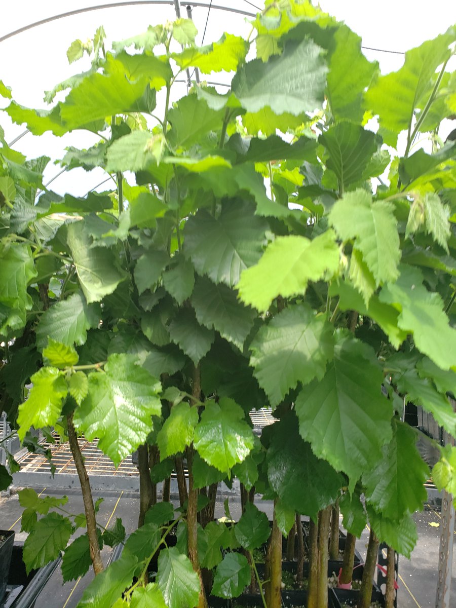 AlpineTruffle's tweet photo. Truffle trees (Périgord Truffle) English oak, Holly Oak. Garry Oak, Filbert
Douglas fir (Oregon white and black truffle)
#perigordtruffle #Oregontruffle #truffletree #trufflecultivation #Hollyoaks #EnglishOak #garryoak #douglasfir #alpinetruffle https://t.co/k8rRa9WmWY