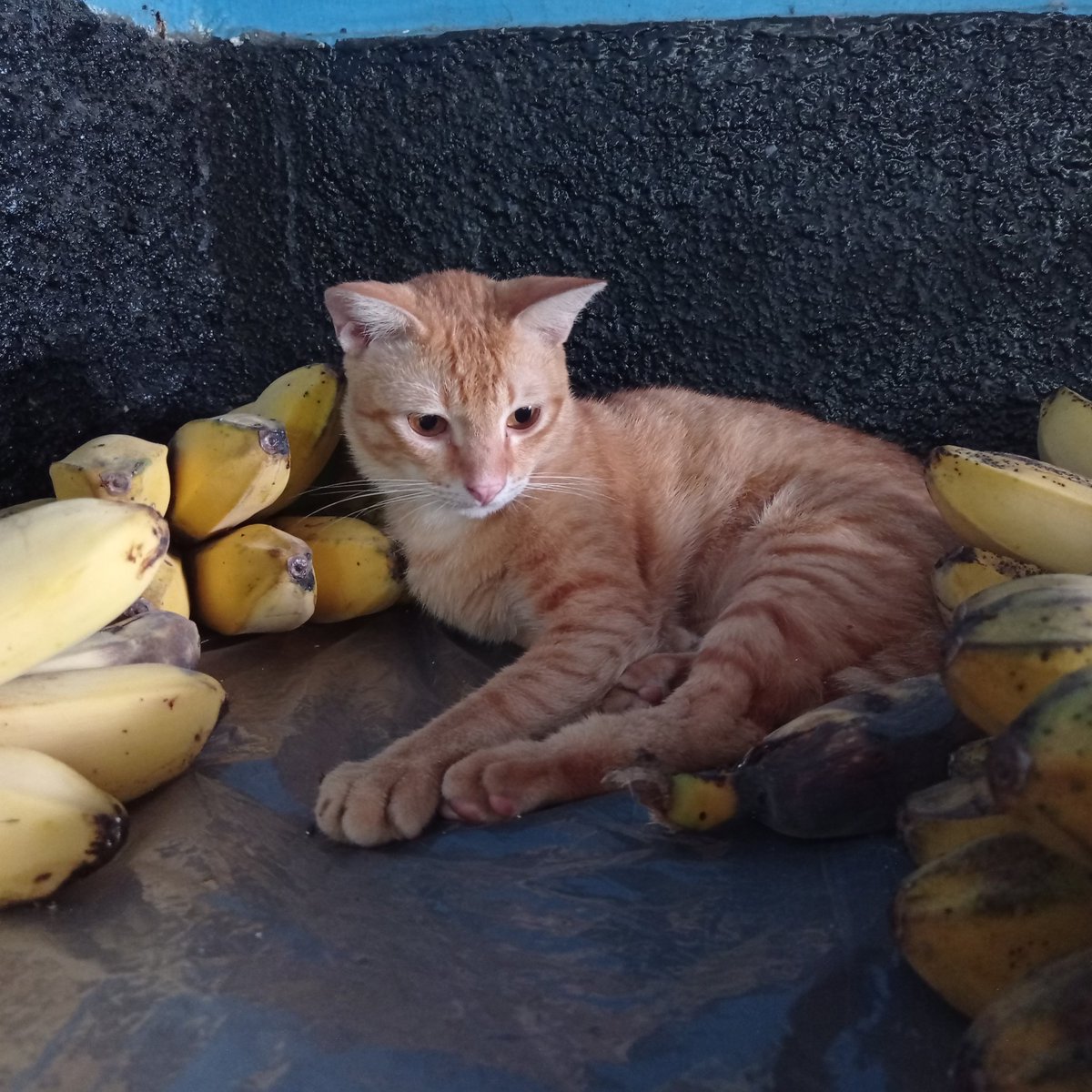 gamdsb's tweet photo. juragan pisang https://t.co/KiV1mHPjhK