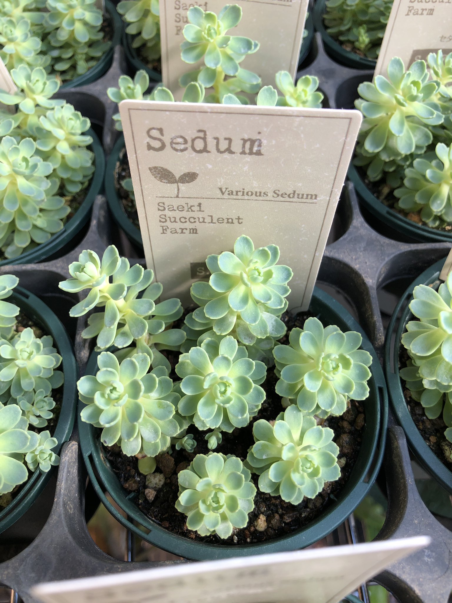 ファニープランツ ローズセダム入荷しました セダムの仲間ではありません 小さくて可愛いです 挿し芽でどんどん増やせるようです Funnyplants 観葉植物専門店 栃木県小山市出井 ローズセダム 多肉植物 T Co Qsetrtmhq2 Twitter