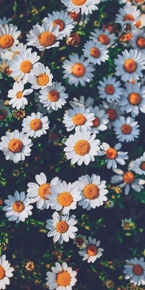 DanielaLove_12's tweet photo. 🌻🌻🌻🌻🌻🌻🌻🌼💚 https://t.co/uadkfMijnR