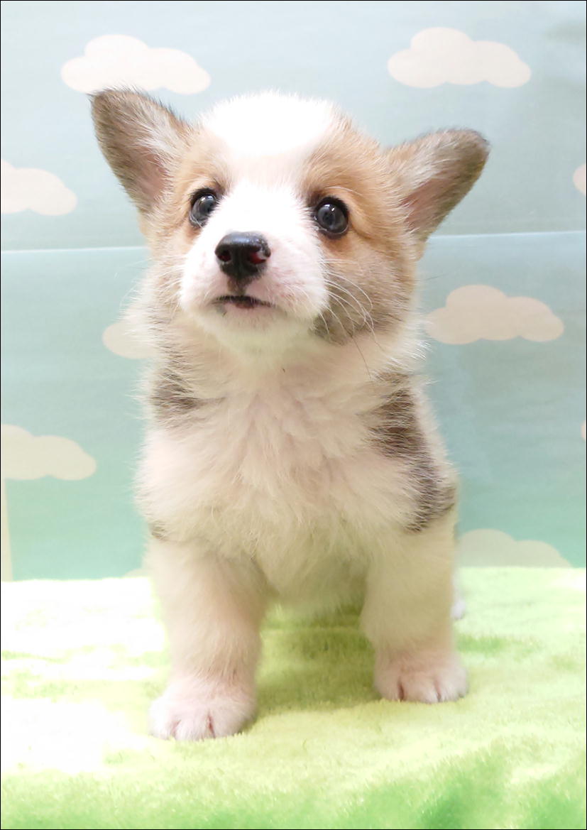 ワイワイペット泉大沢店 今週の新メンバー コーギー レッド ホワイト おとこの子 21年8月15日生まれ 久しぶりの コーギーくん やっぱり元気いっぱいなコーギーくん おめめが可愛いコーギーくん デビューしました 会いに来てね ワイワイ