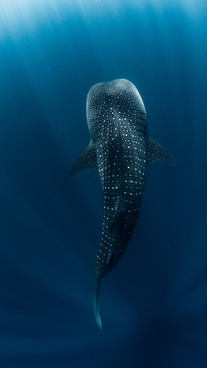 erther.fi tweet media