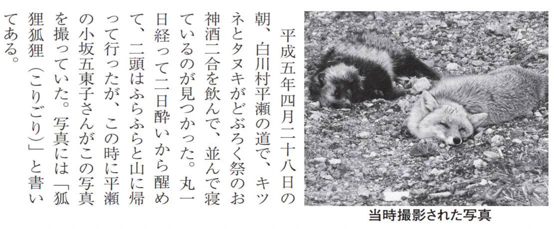 まるで日本昔話のワンシーン？！キツネとタヌキが一緒にお酒を飲んで寝ていた！