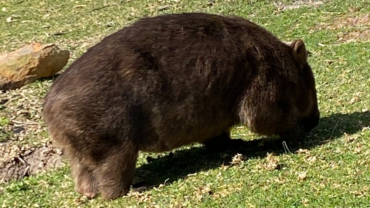 tequilarebel's tweet photo. #ImMisunderstoodCause I am a wombat. https://t.co/dvF9xlLxLT