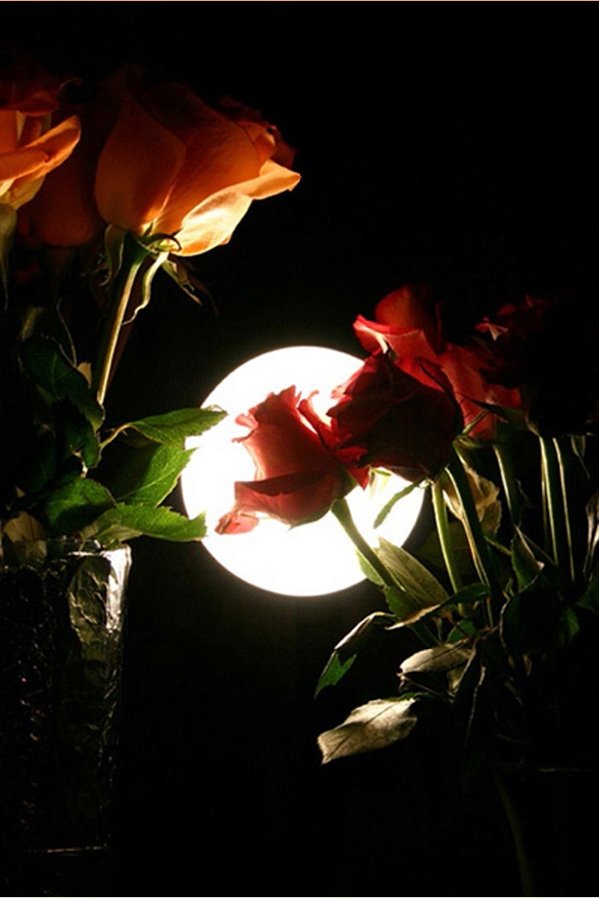 Доброго вечера красивые розы. Цветы вечер. Цветы ночью. Розы ночью. Красивые цветы ночью.