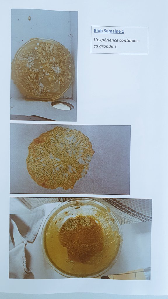 ColJjaures82's tweet photo. #elevetonblob Semaine 1 ... l'expérience continue au @ColJjaures82 ... et ça grandit !🤩 @DSDEN82 @svt_tls @Thom_astro @CNES @CNRS https://t.co/o9csPHXa18