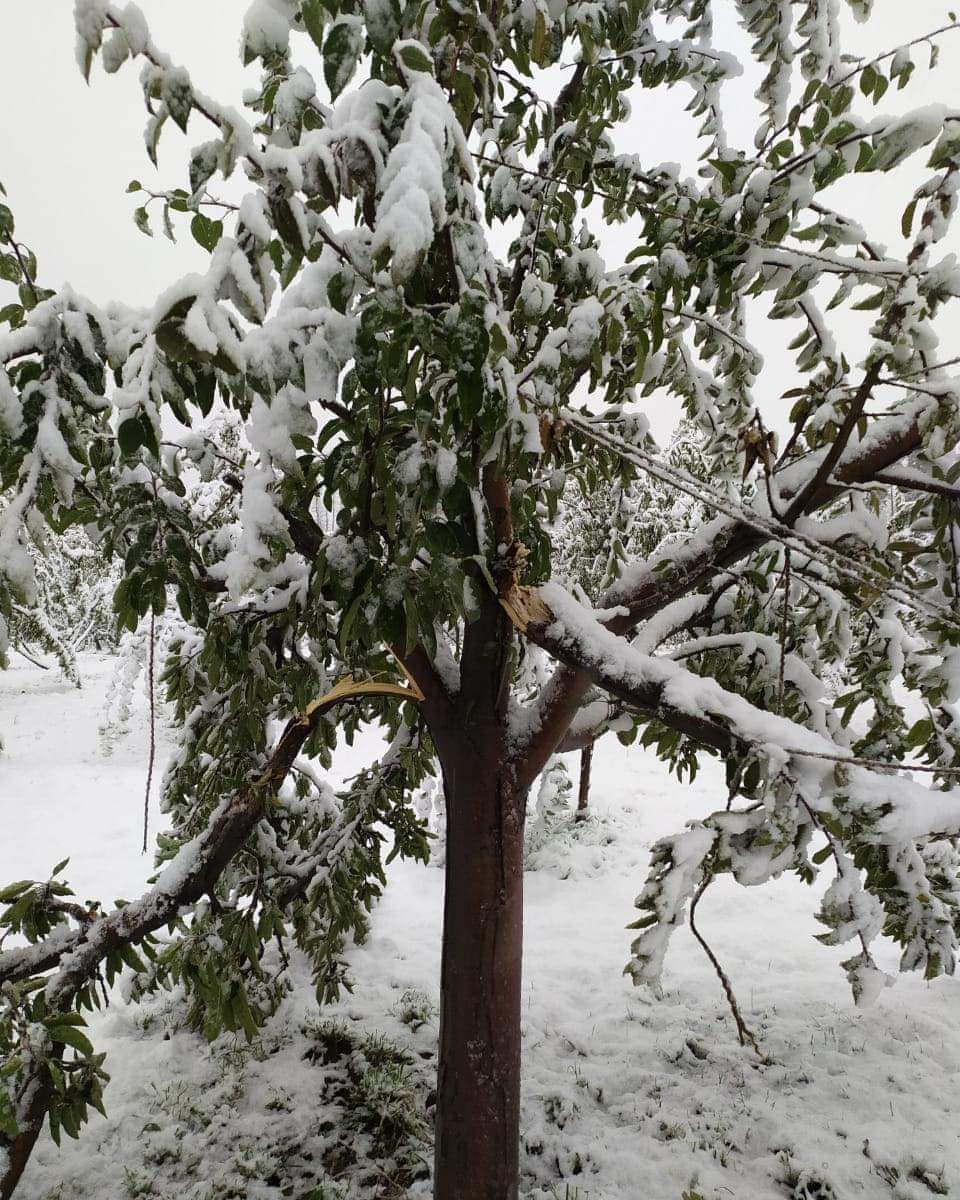 javeddar786's tweet photo. Please see disaster in apple orchards by this early snowfall too. It has ruined year's hardwork of farmers.
It is not all about few tourists playing snowballs in Pahalgam & Gulmarg. #earlysnowfall #disaster #environmentaldisater https://t.co/mHP1Vr9VRq