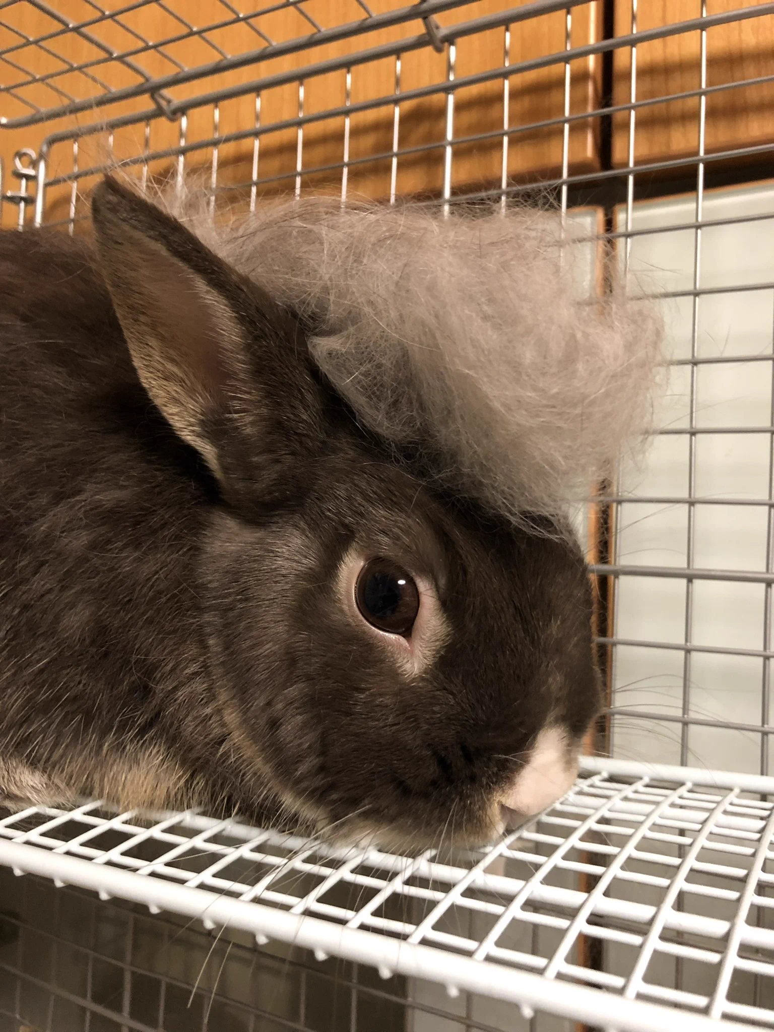 @hw11d FF外から失礼します。
うちの子も大砲です。 