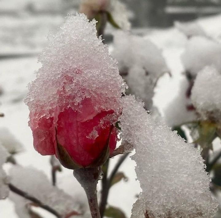 Karanvir Singh tweet media