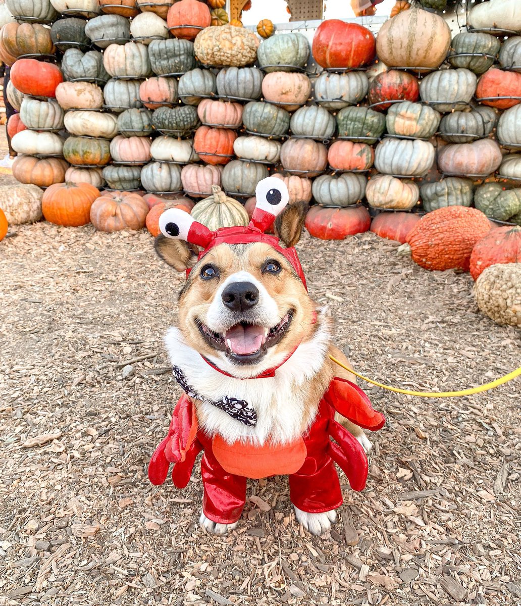 reesethecorgiii's tweet photo. I think I was a lobster in another life #CorgiCrew https://t.co/V9PqTZfJpl
